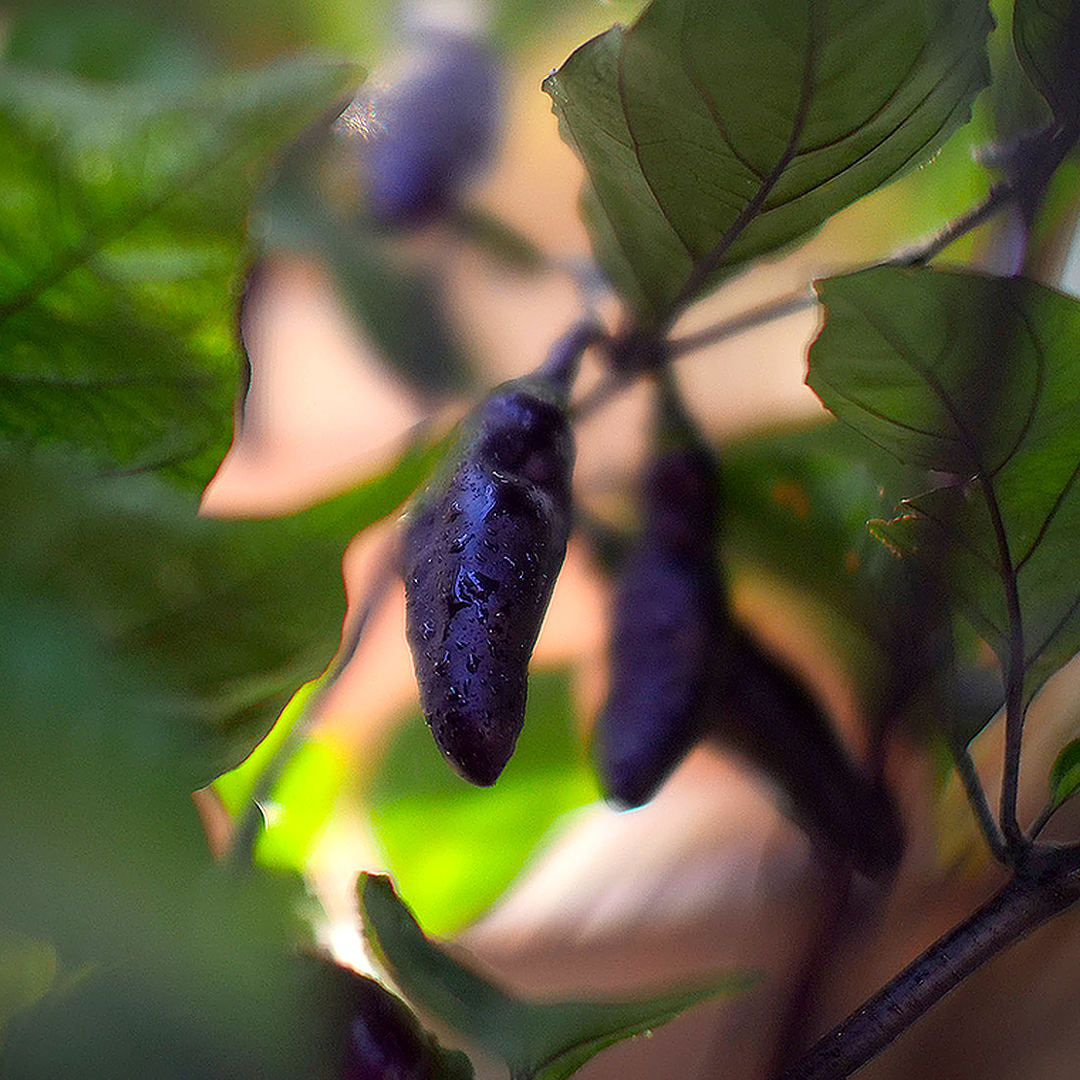 Pimenta da Neyda chilli