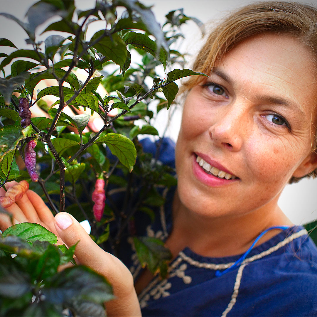 Pink Tiger chilli