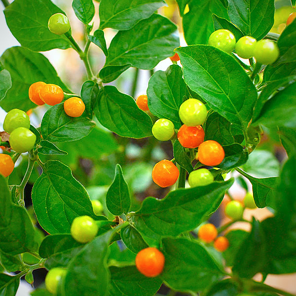 charapita chilli