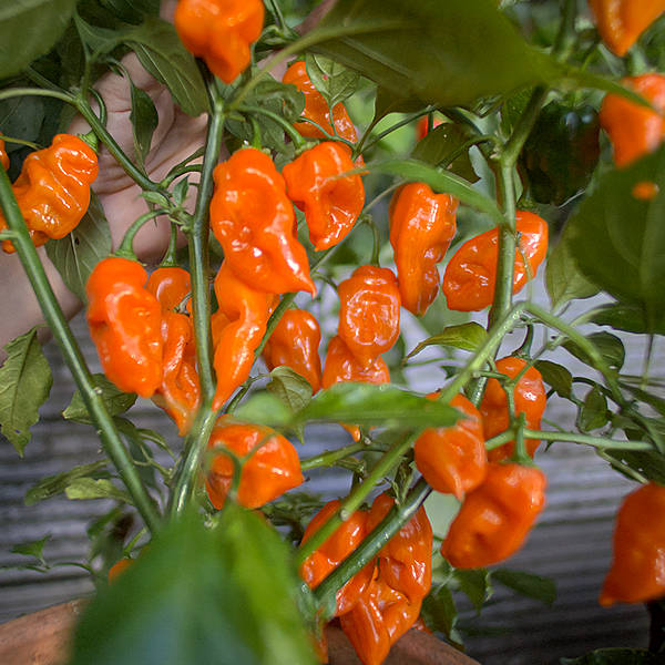 devils tongue X scorpion chilli