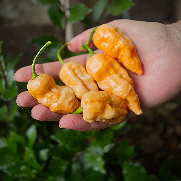 peach fatalii chilli