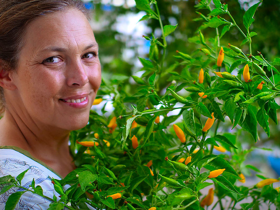 lemon-aji-chilli-plant