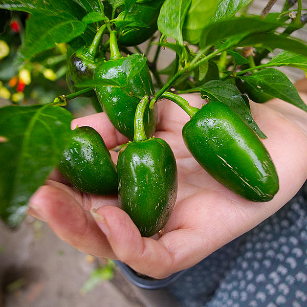 Jalapeno chilli 