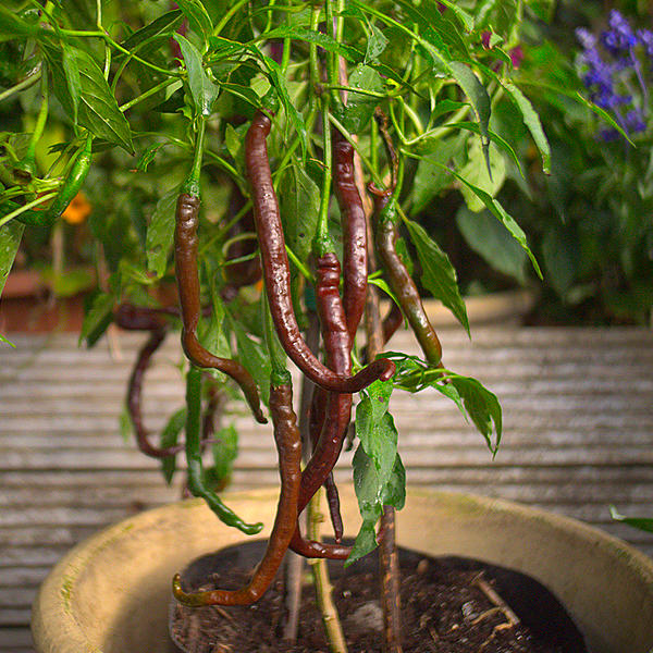 thunder cacho chilli