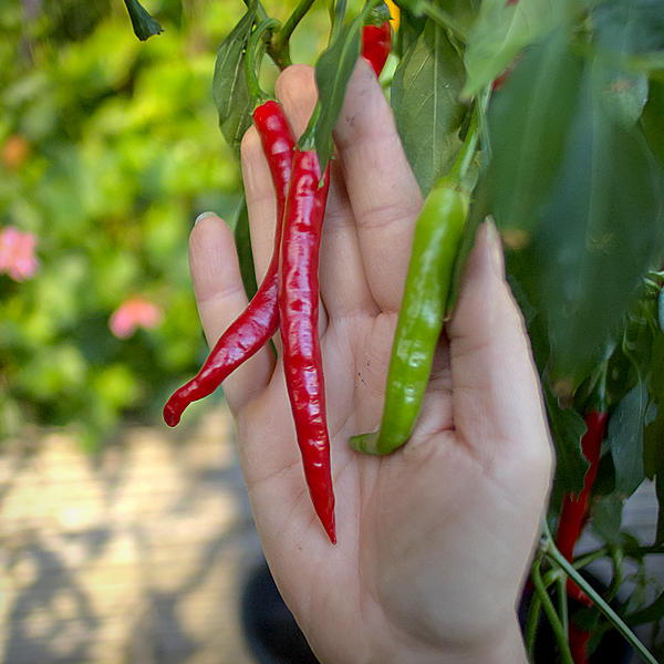 turkish pointed sivri biber chilli