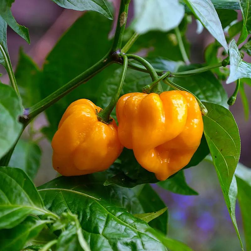 Yellow Seven Pot Chilli 