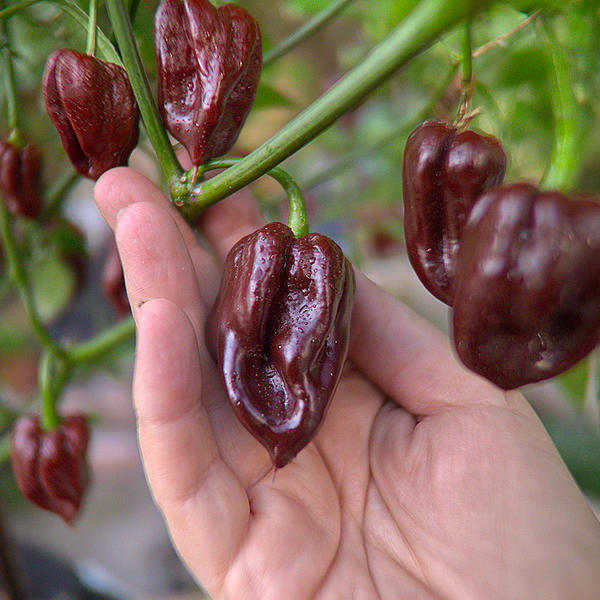 chocolate primo chilli