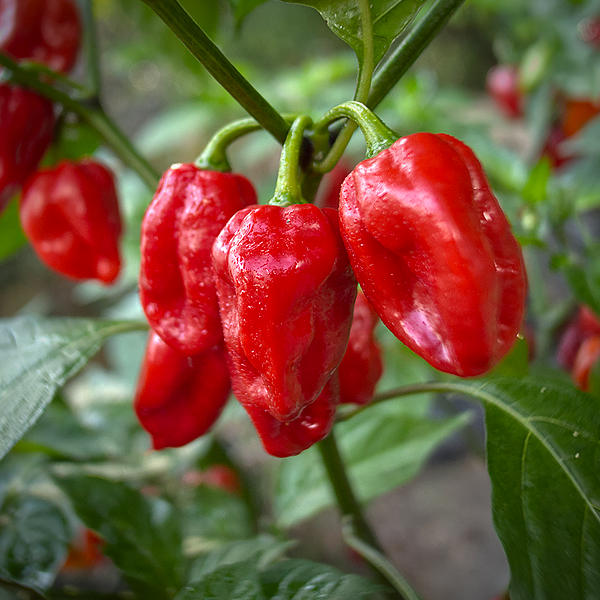 seven pot barrakpore chilli