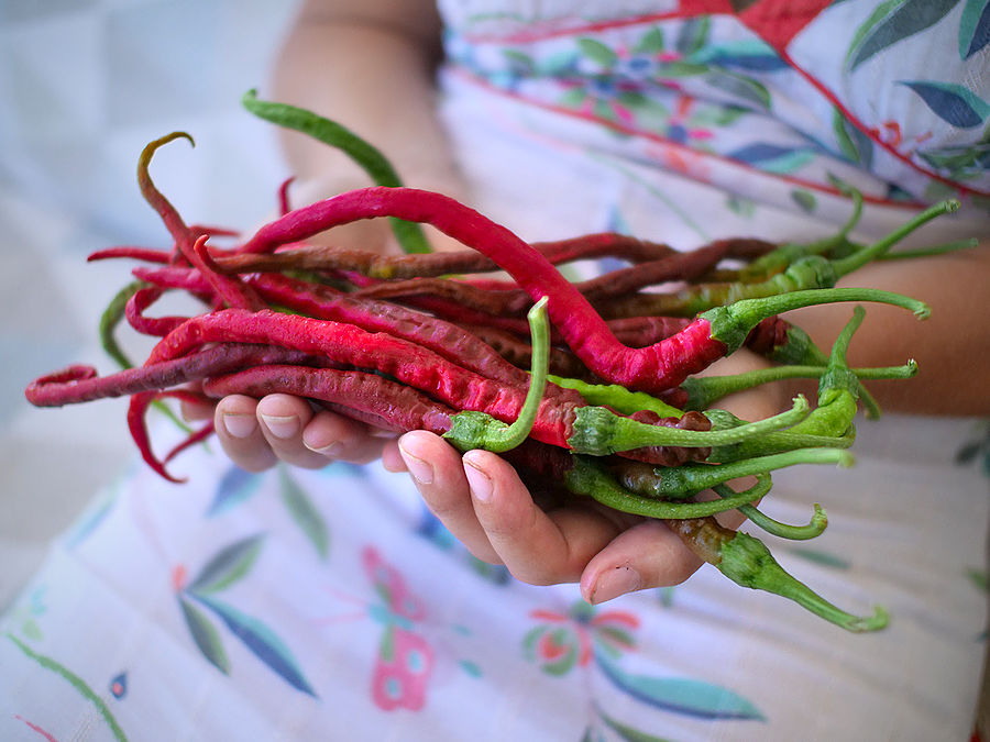 mountain-thunder-chilli-pods
