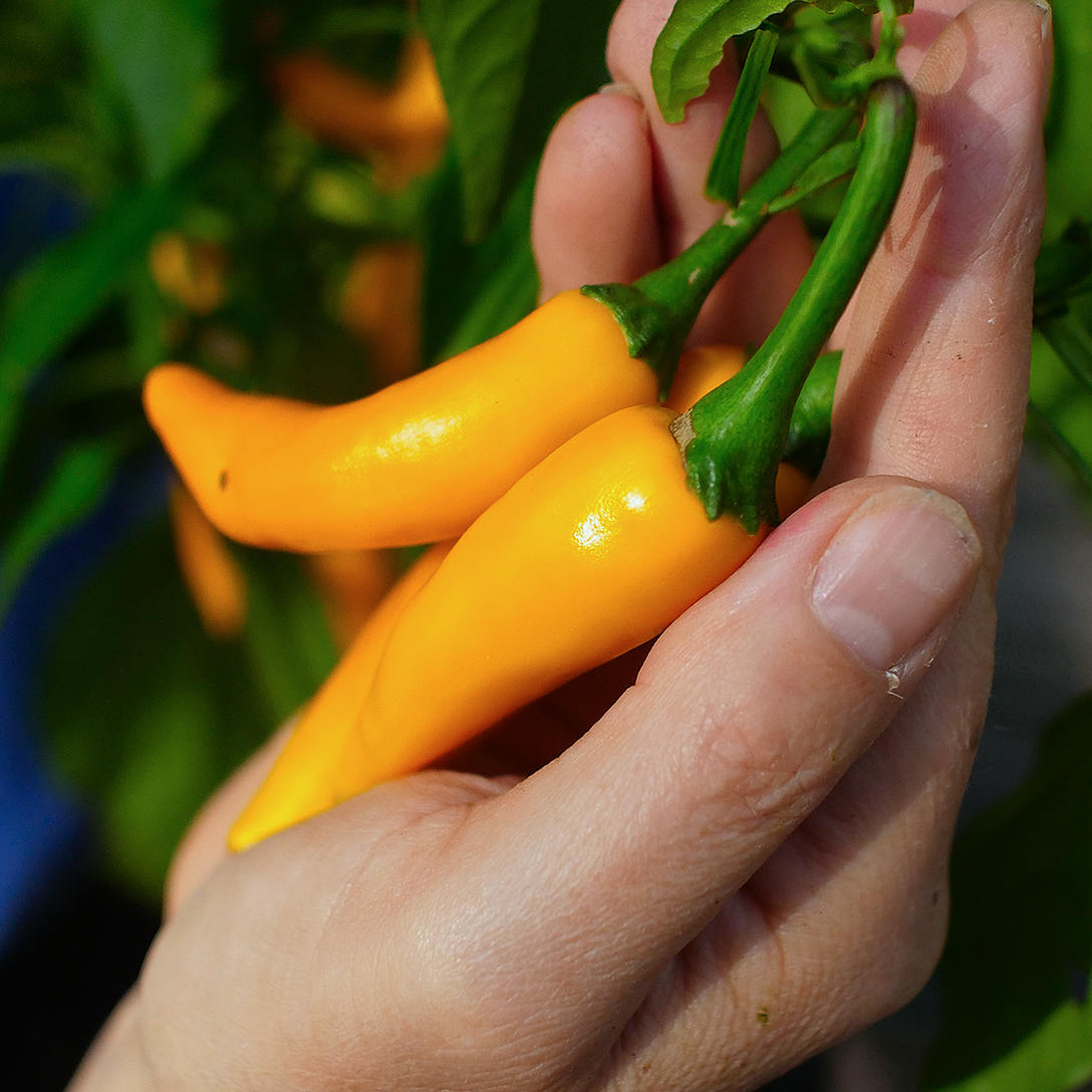 Bulgarian Carrot chilli or Shipka