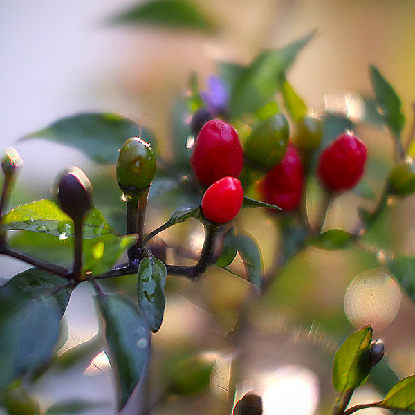 Zimbabwe Black chilli