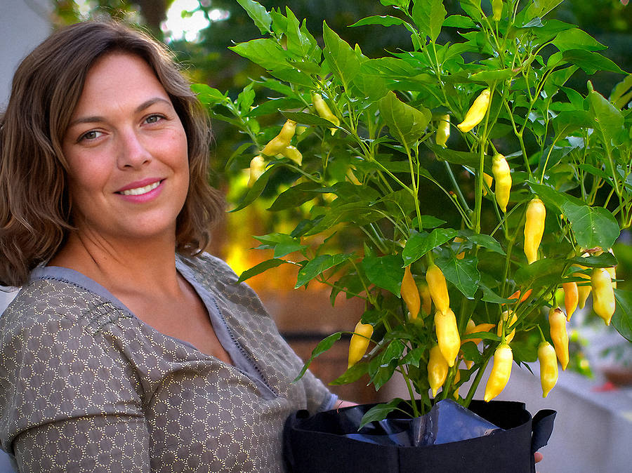 peach-sugar-rush-chilli-plant-seeds