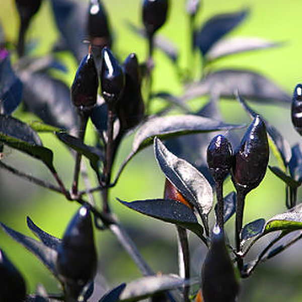 Royal Black chilli