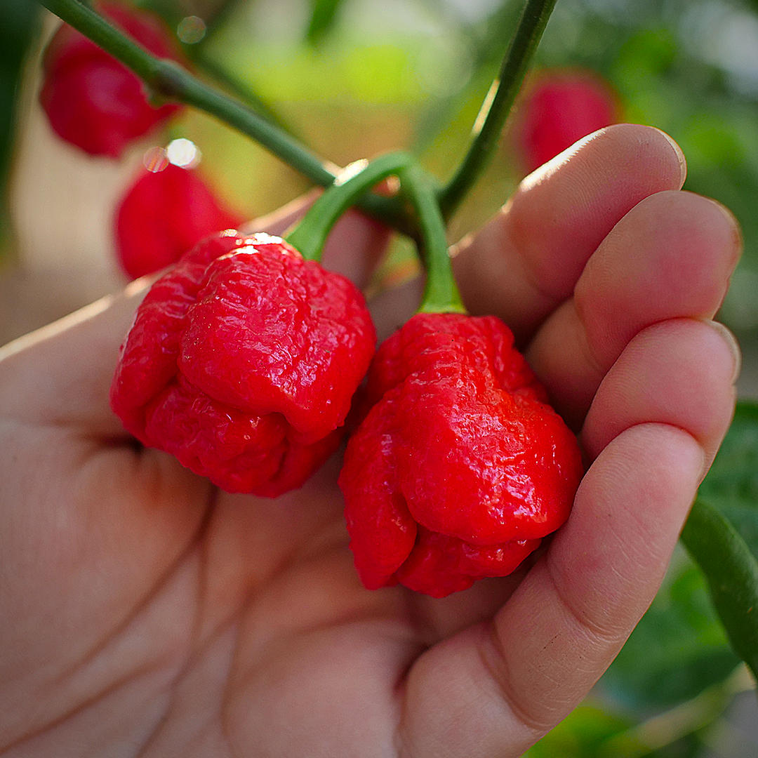 Armageddon Chilli seeds