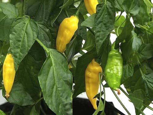 aji lemon chilli plant with ripe pods 