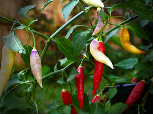 aji omnicolour chilli plant with ripe pods