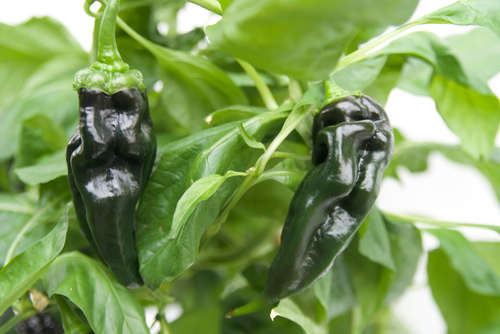 aji panca chilli plant with ripe pods