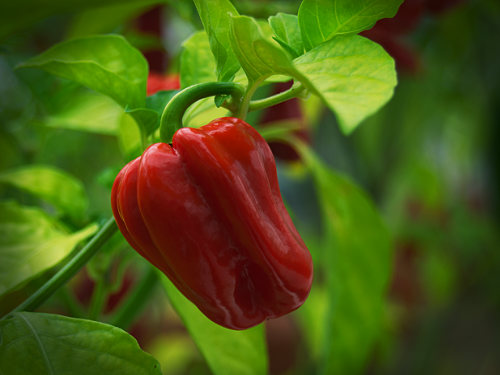  Antillais Caribbean Chilli Plant 