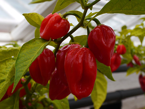  Antillais Caribbean Chilli Plant 