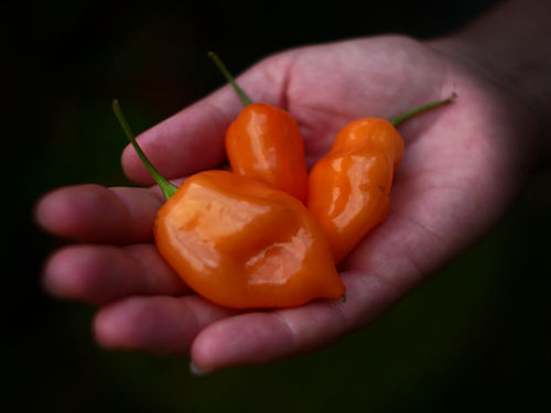  Orange Habanero Chillies 