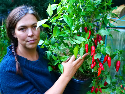  Paper Lantern Chilli Plant 