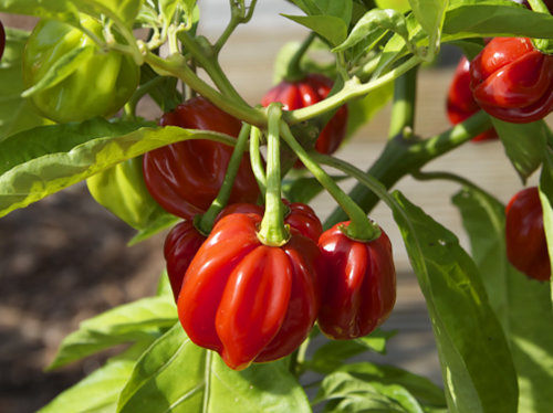  Scotch Bonnet Chilli Plant 