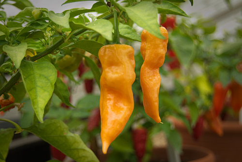  Peach Bhut Jolokia Chilli Plant 