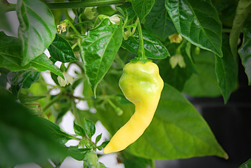  White Bhut Jolokia Plant 