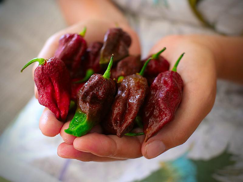 Kraken Scorpion chillies – twisted red pods of a rare UK-grown superhot