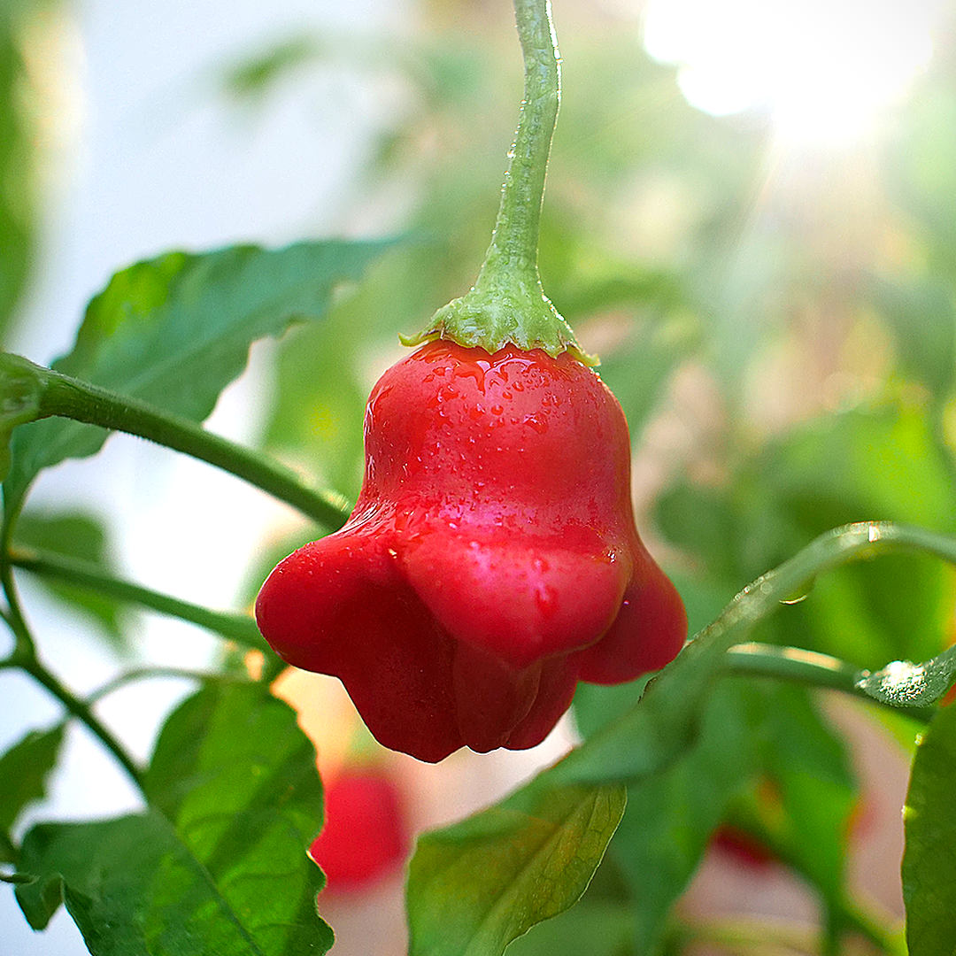 World of Chillies Bishops Crown ripe pod on bush
