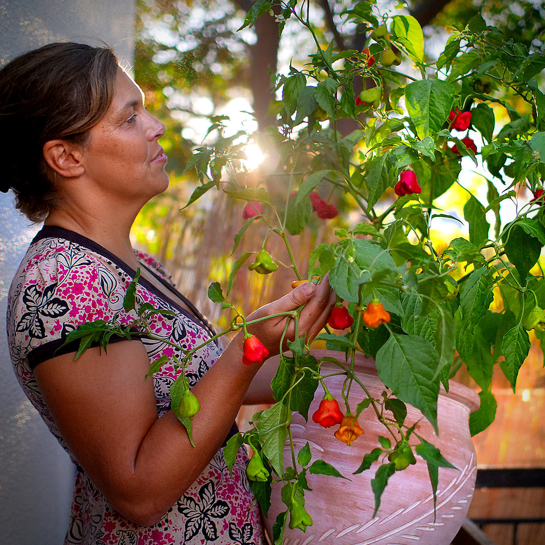 World of Chillies Bishops Crown with grower