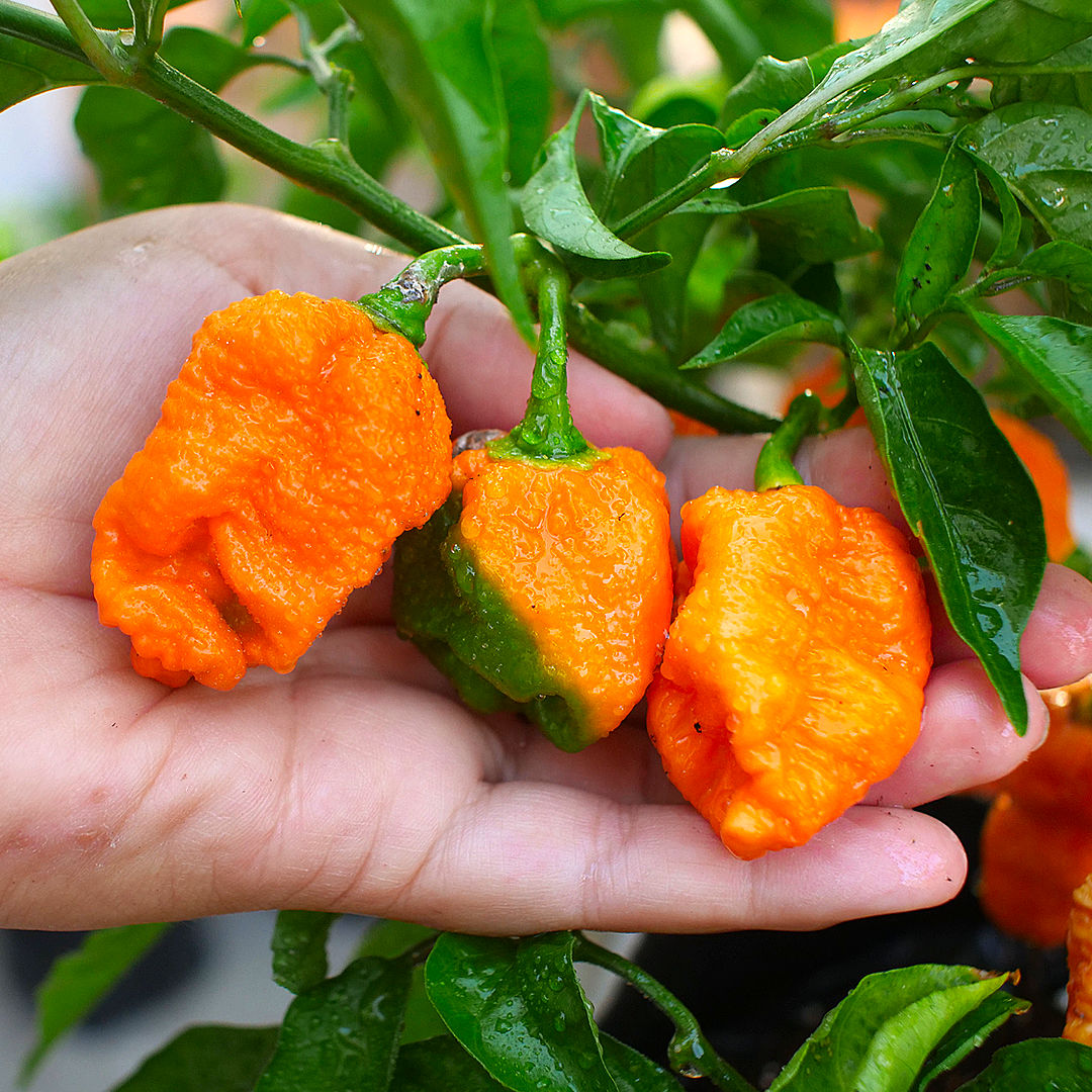 World of Chillies Jay’s Peach Scorpion chillies held in hand close-up