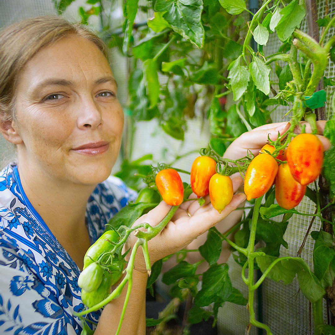 world of chillies pink tiger tomato greenhouse grown plant