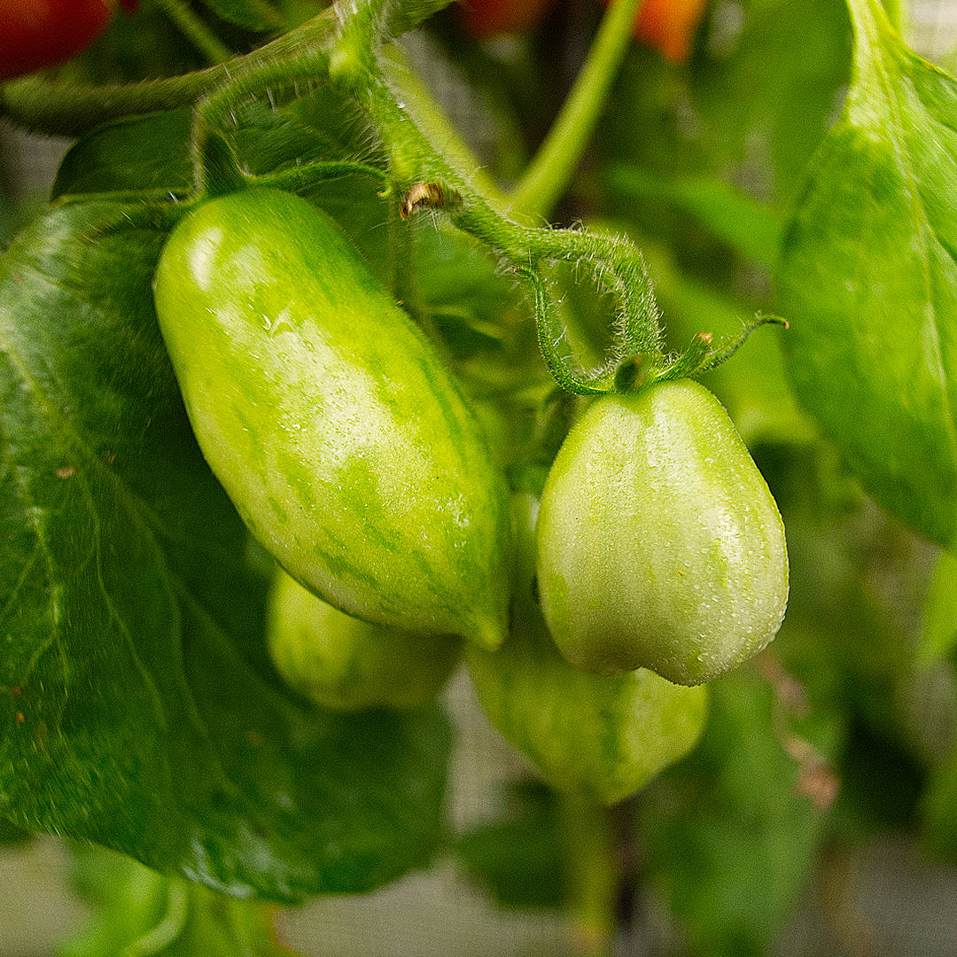world of chillies pink tiger tomato unripe striped fruit