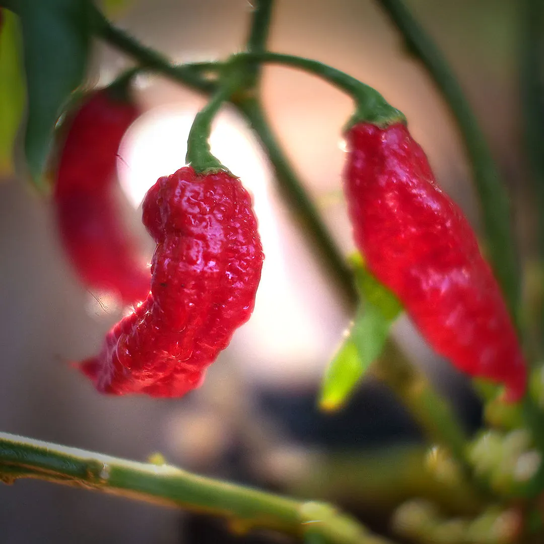 World of Chillies Bhut Jolokia chillies on branch in soft light