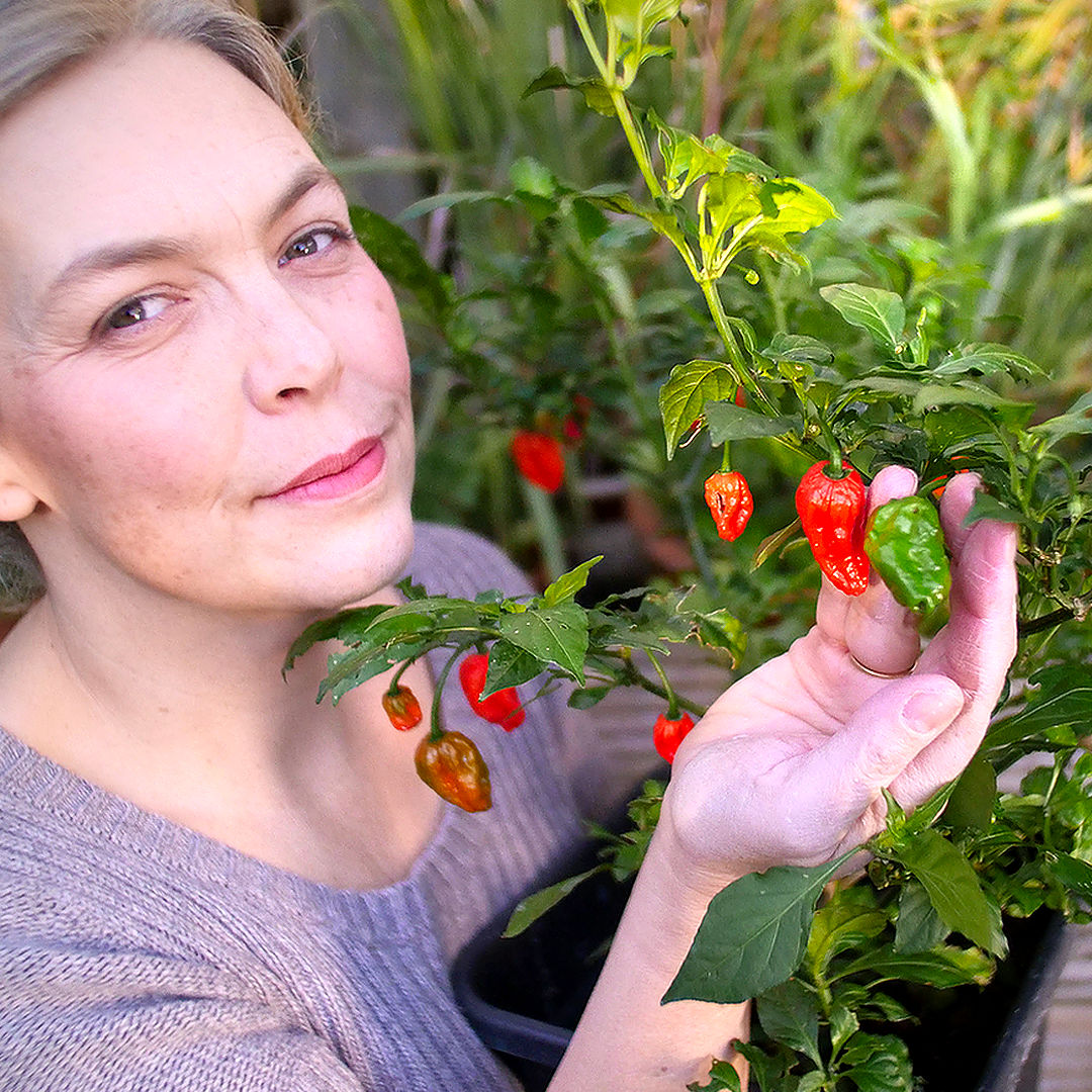 World of Chillies Bhut Jolokia chilli plant with ripe red fruits