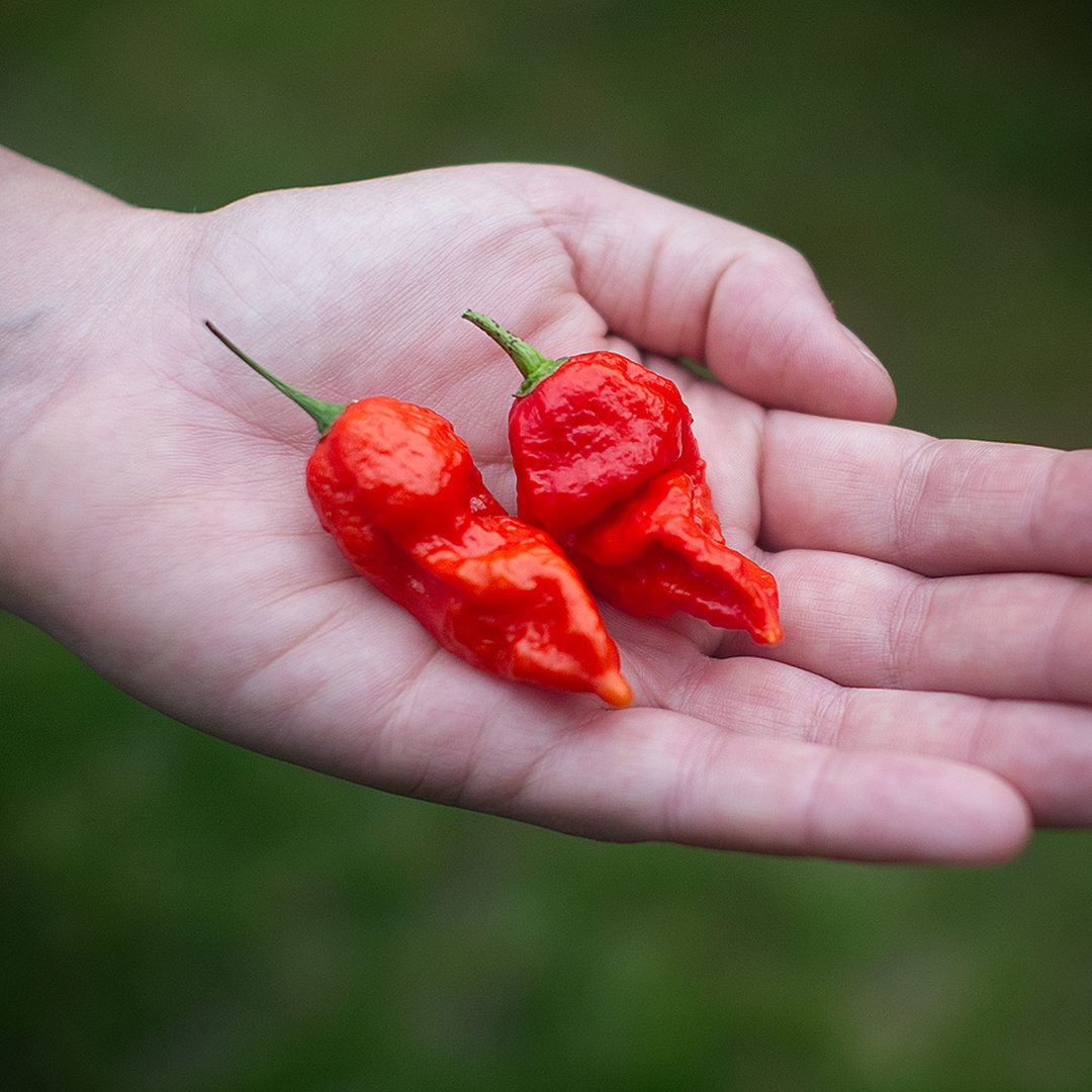 World of Chillies Bhut Jolokia chillies freshly picked