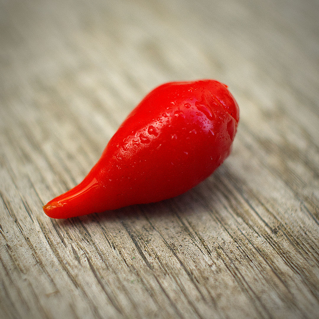 World of Chillies single Red Biquinho chilli on wooden surface