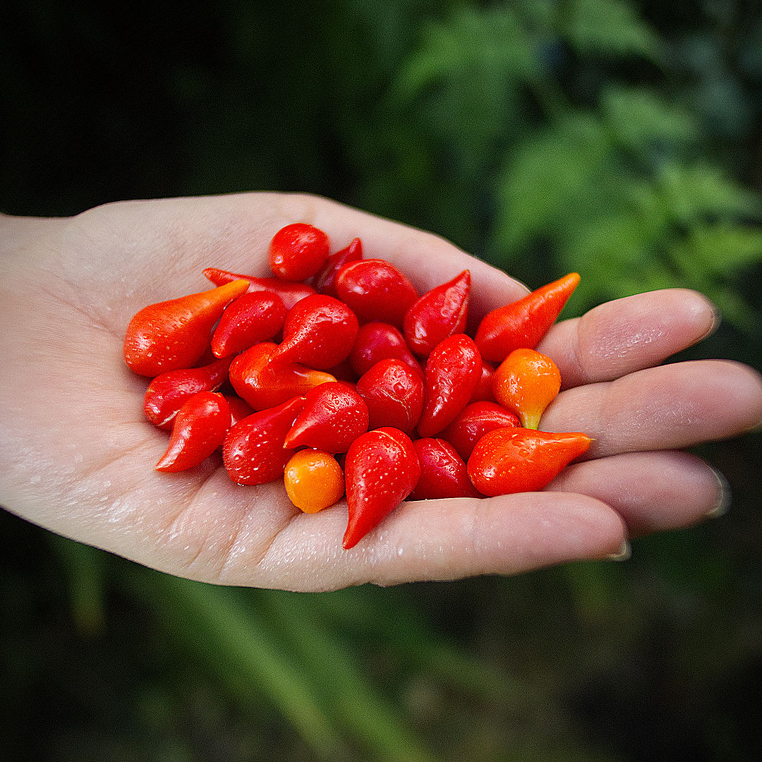 World of Chillies freshly picked Red Biquinho chillies in hand