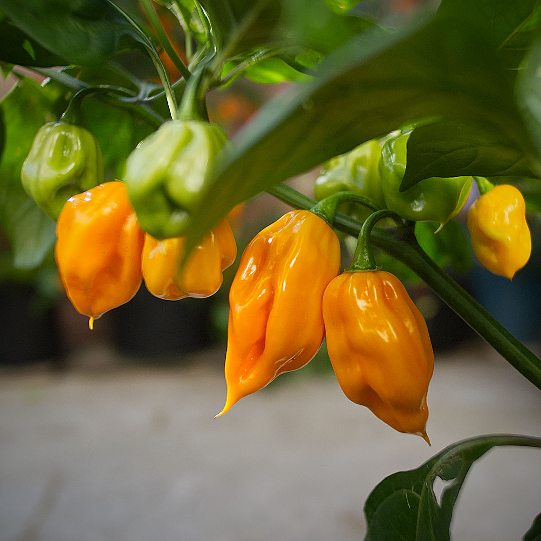 world of chillies close-up of shiny yellow Brazilian Ghost chilli pods with pointed tips