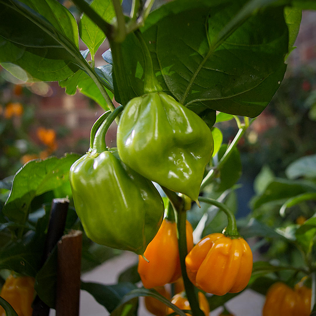 world of chillies unripe green Brazilian Ghost Yellow chillies showing folded surfaces and pointed ends