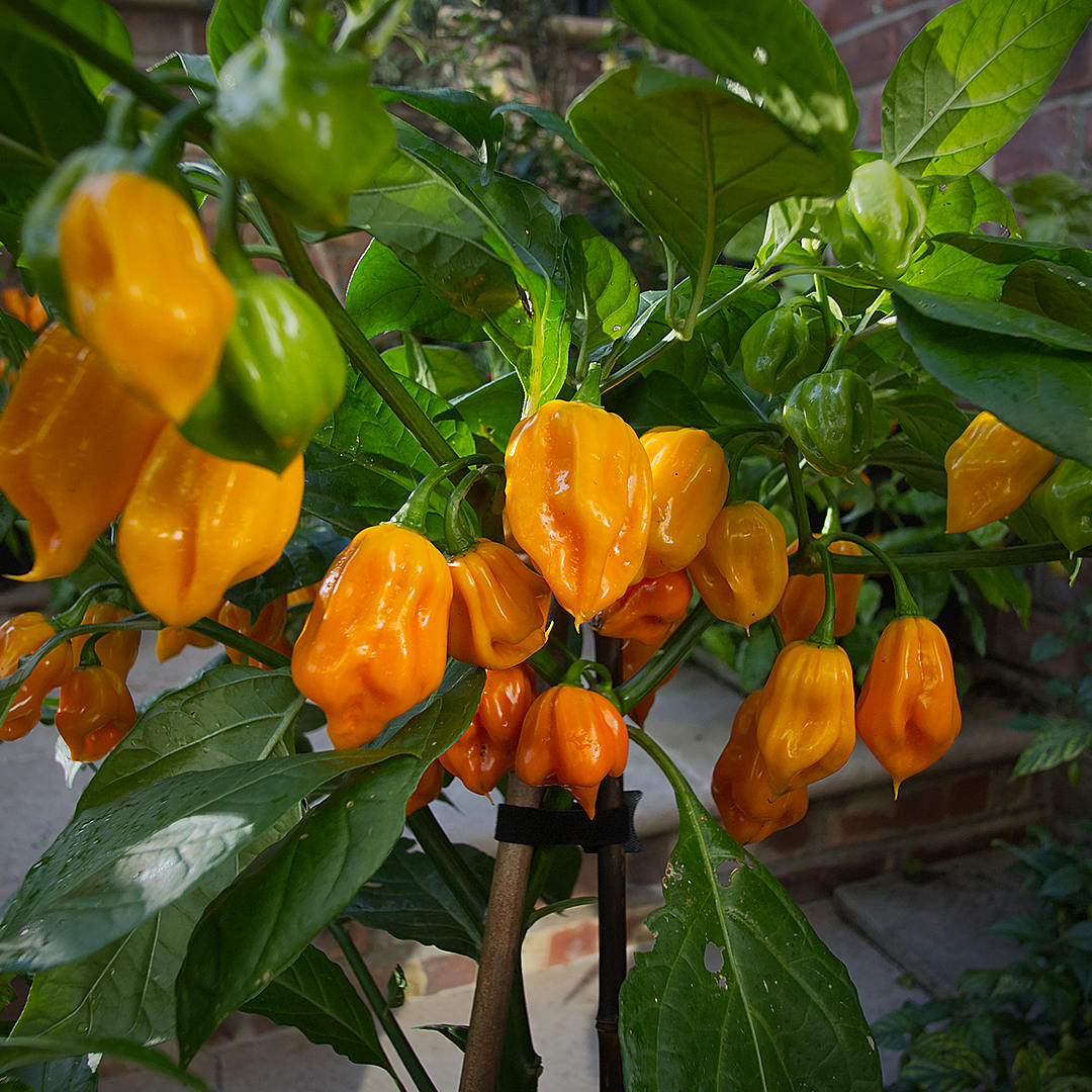 world of chillies Brazilian Ghost Yellow plant laden with glossy golden yellow superhot chilli pods