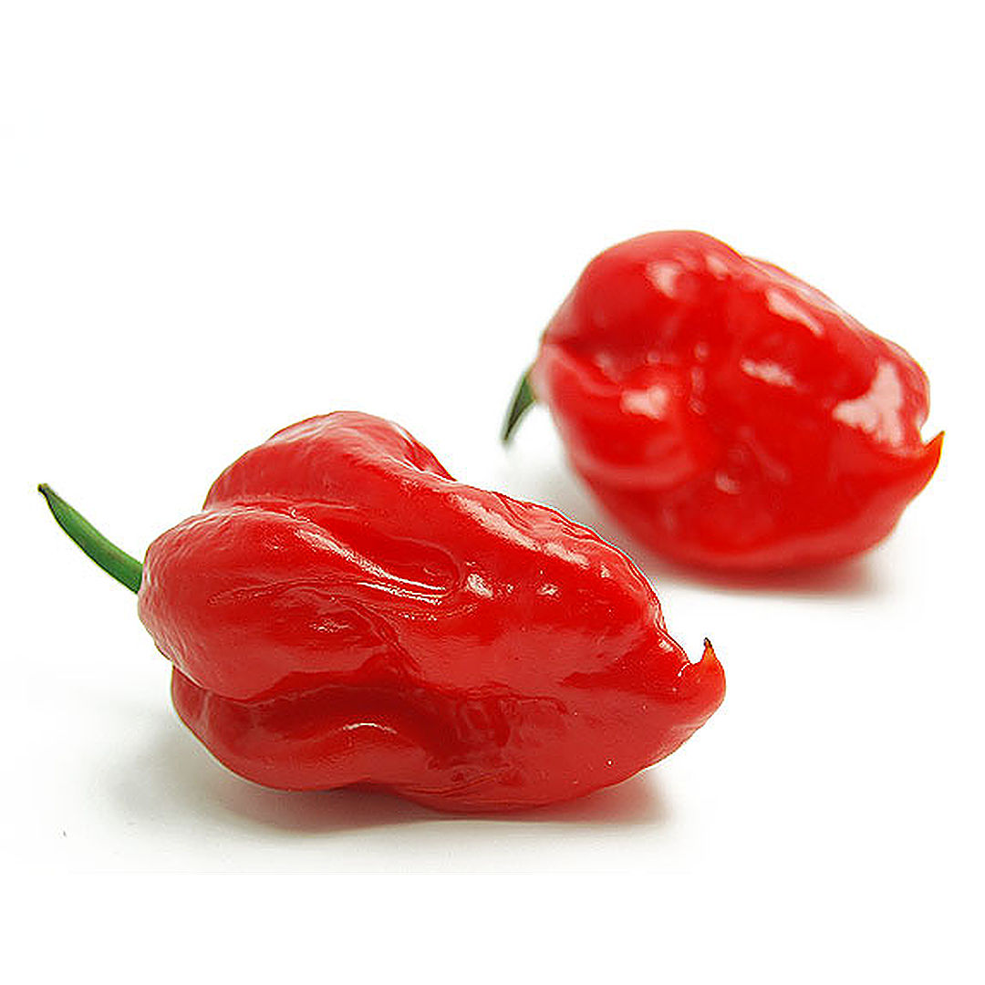 World of Chillies Butch T Trinidad Scorpion chillies on white background