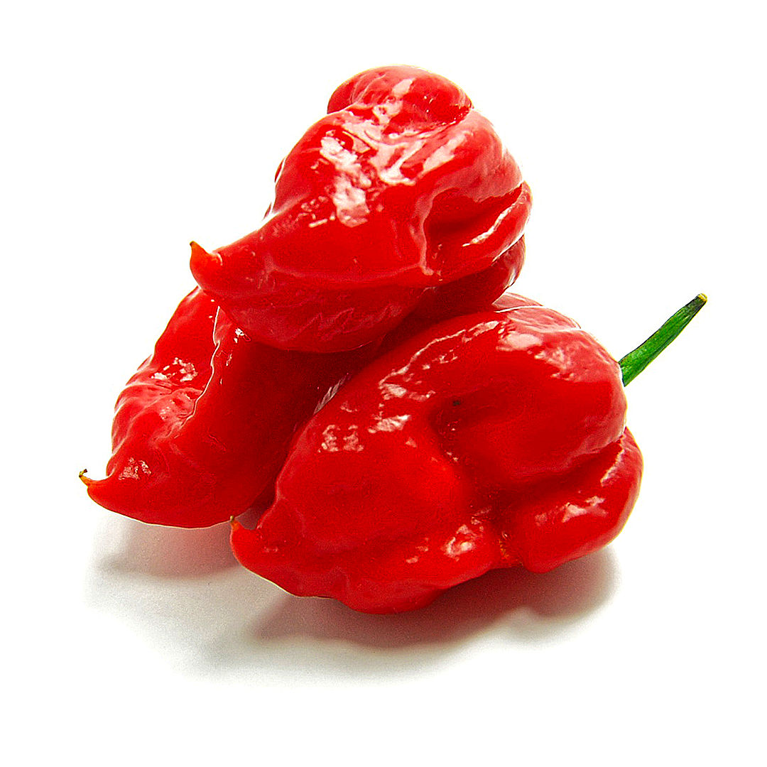 World of Chillies Butch T Trinidad Scorpion ripe red chillies close-up