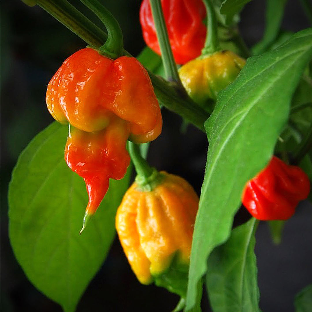 World of Chillies Butch T Trinidad Scorpion chillies ripening on the plant