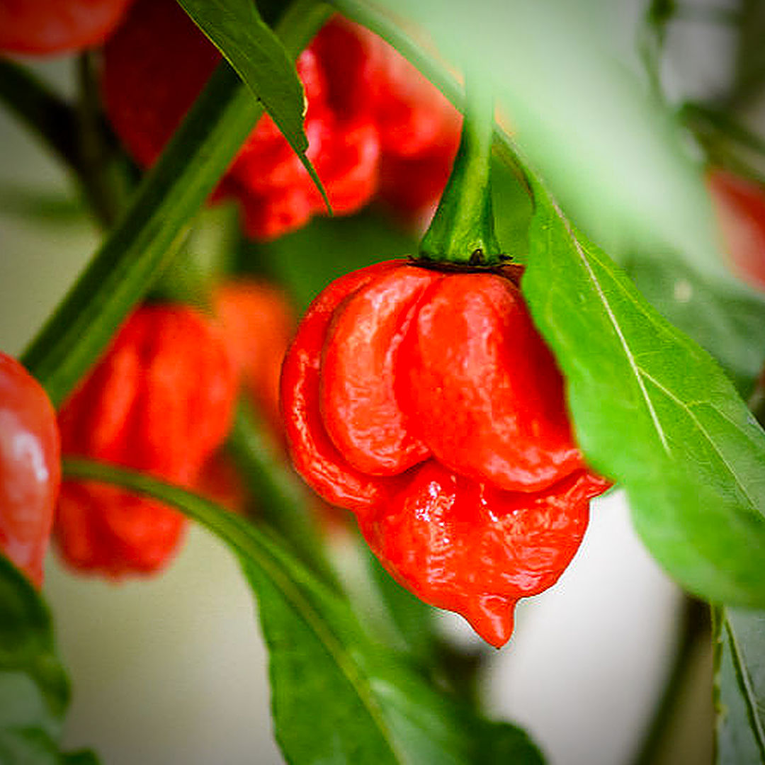 World of Chillies Butch T Trinidad Scorpion ripe red chilli on plant