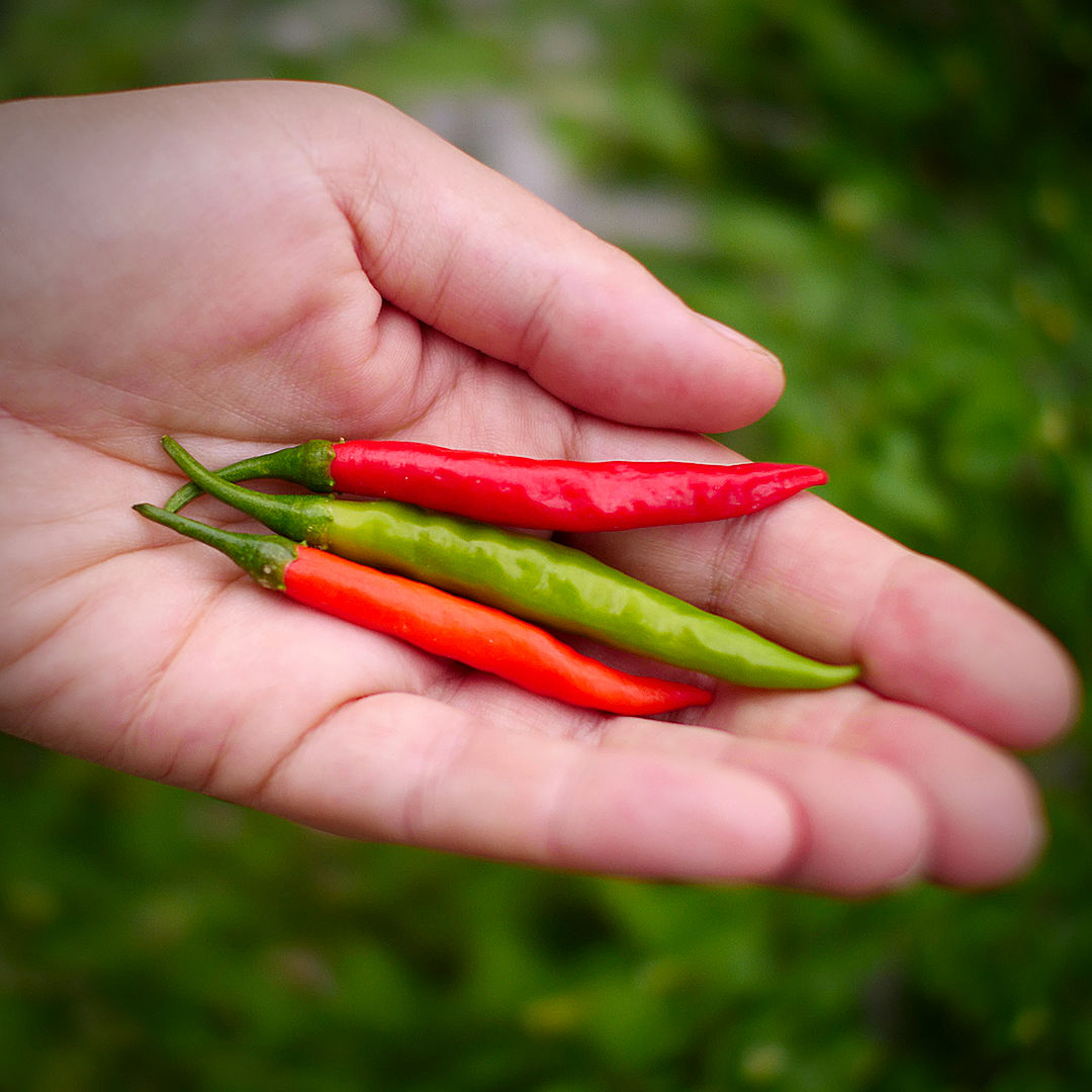 World of Chillies Chang Rai Chillies freshly picked in hand
