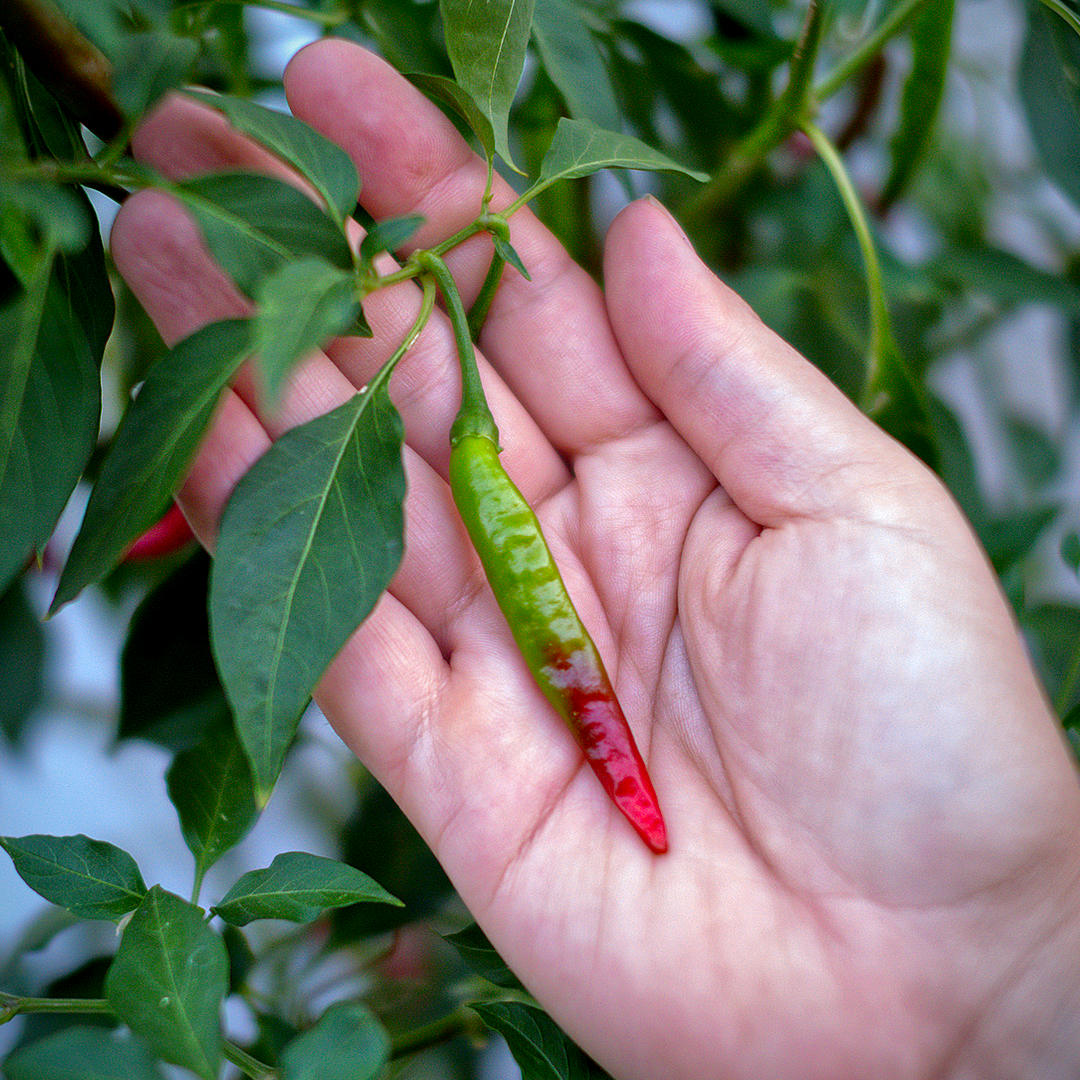 World of Chillies Chang Rai Chillies changing colour as it ripens
