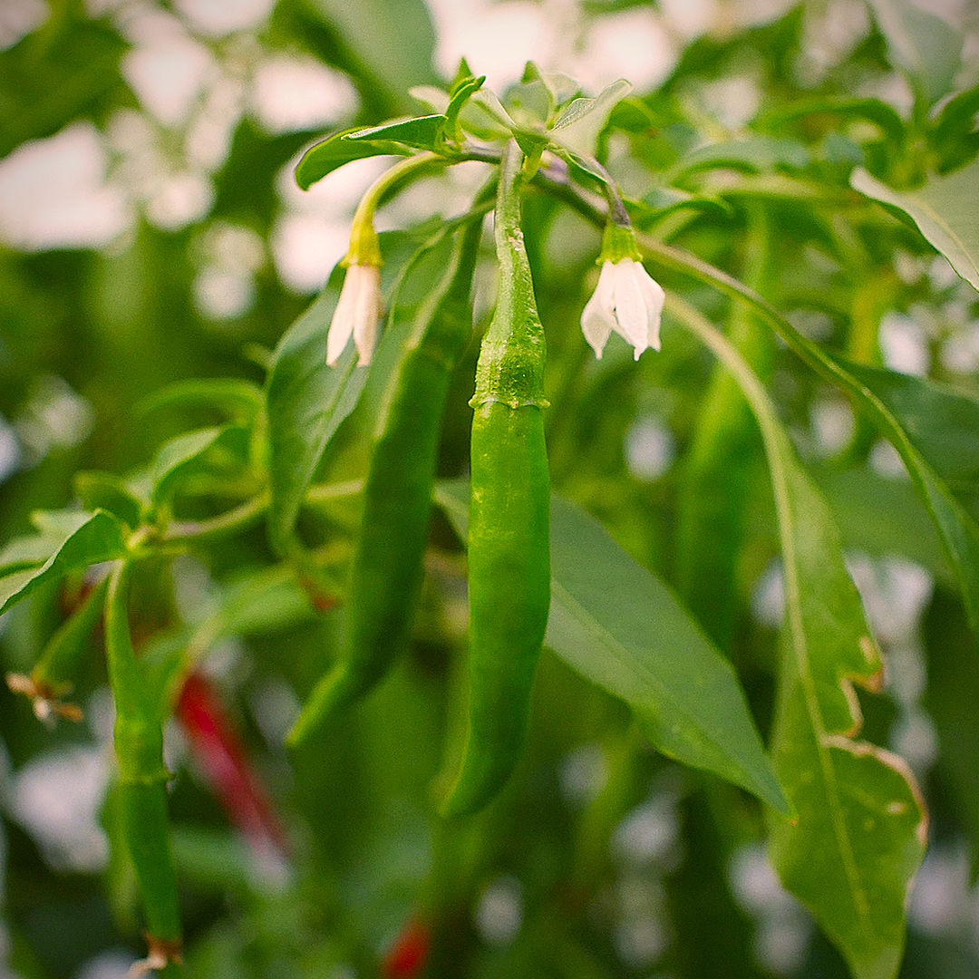 World of Chillies Chang Rai Chillies ripening from green to red
