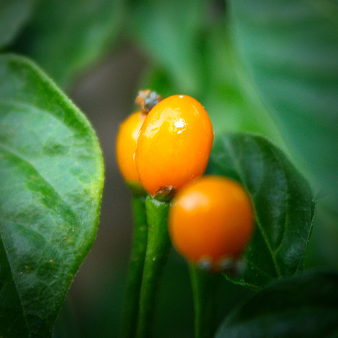 world of chillies close-up of ripe yellow Charapita chilli pods